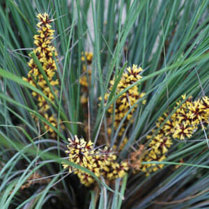 Lomandra Frosty Top
