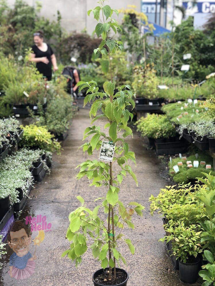 White Flowering Dogwood 8" Pot