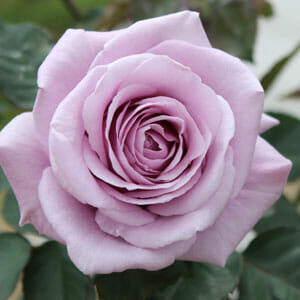 Close-up of a blooming Rose 'Lady X' in light lavender, with lush green leaves softly framing the background.
