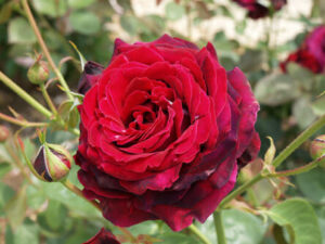 Rose 'Norita®' Bush Form