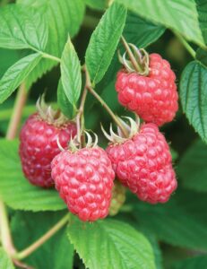 Clusters of ripe red Rubus 'Nootka' raspberries hang from a leafy branch.
