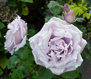 Rose 'Stainless Steel'