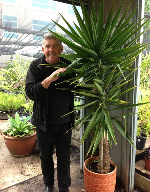 Yucca elephantipes 'Stick Yucca' 16" Pot