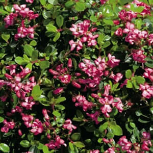 Hello Escallonia 'Pink Pixie' 6" Pot: A bush with pink flowers and green leaves.