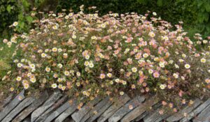 Erigeron 'Seaside Daisy' forms a vibrant ground cover of dense clusters of small white and pink daisy-like flowers cascading over a stacked stone wall, set against lush green foliage.