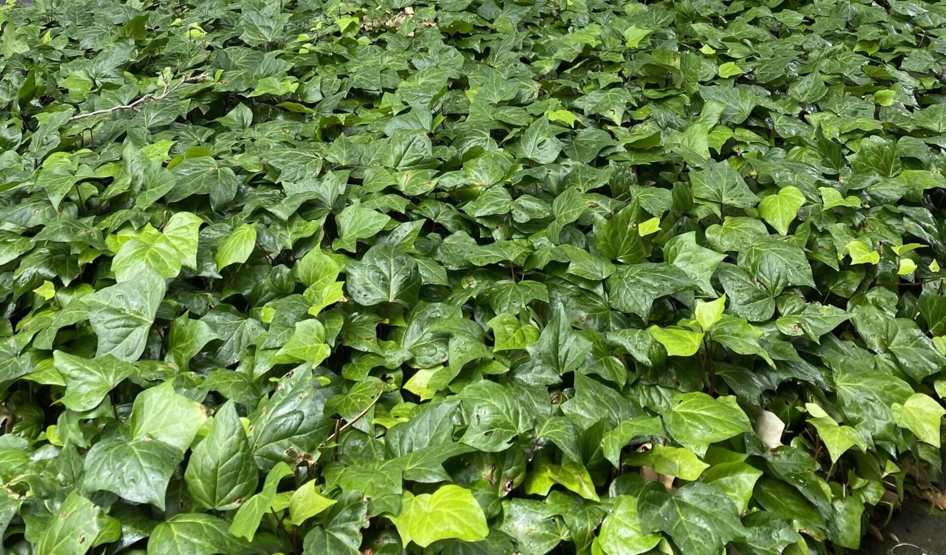 A dense ground cover of Hedera 'Canary Island Ivy' fills the entire frame, showcasing glossy green leaves in various shades.