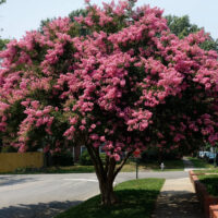 A Lagerstroemia 'Sioux' Crepe Myrtle tree with dense pink blooms stands on a grassy sidewalk by a suburban street, near houses.