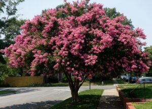 A Lagerstroemia 'Sioux' Crepe Myrtle tree with dense pink blooms stands on a grassy sidewalk by a suburban street, near houses.