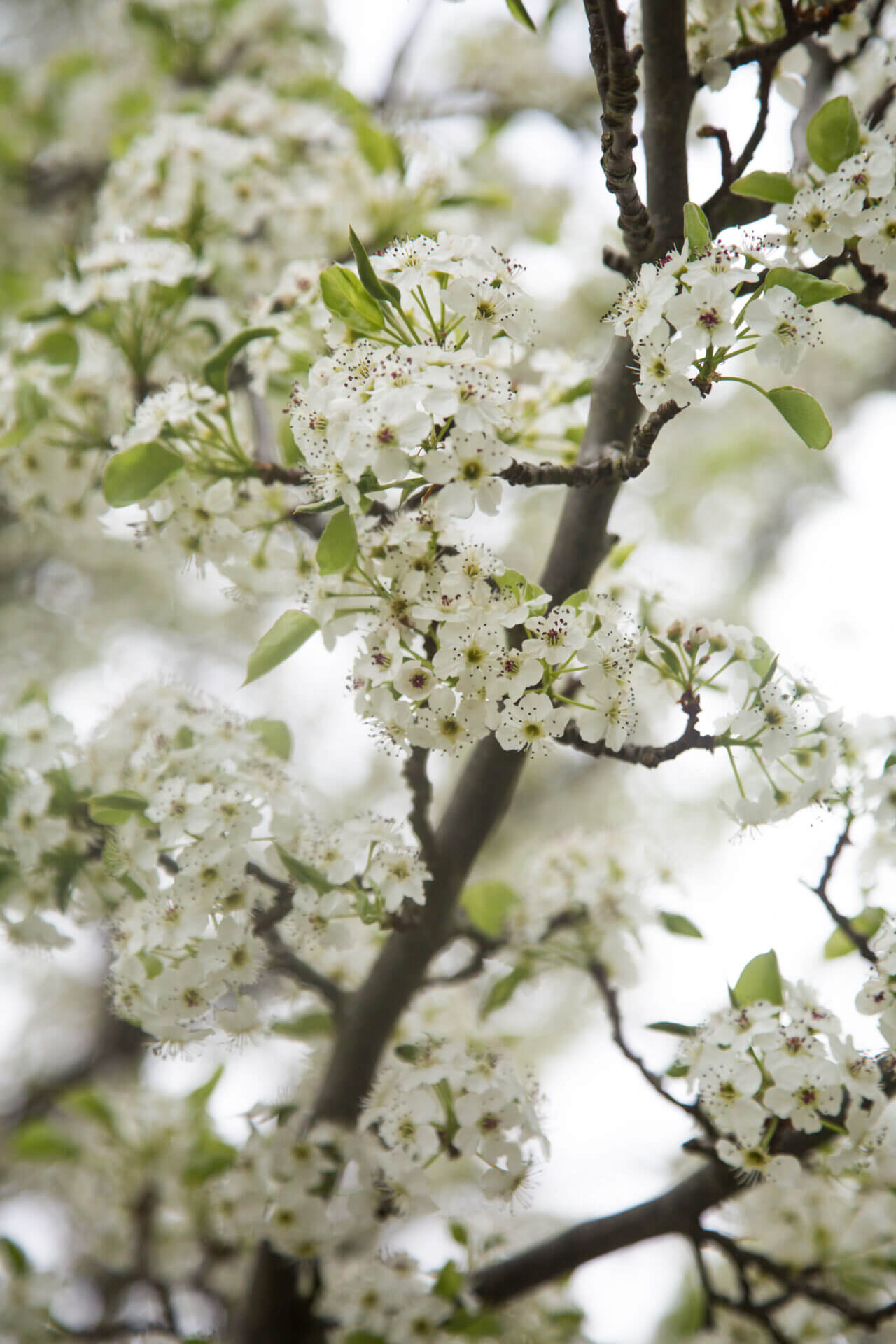 Pyrus 'Aristocrat' Ornamental Pear