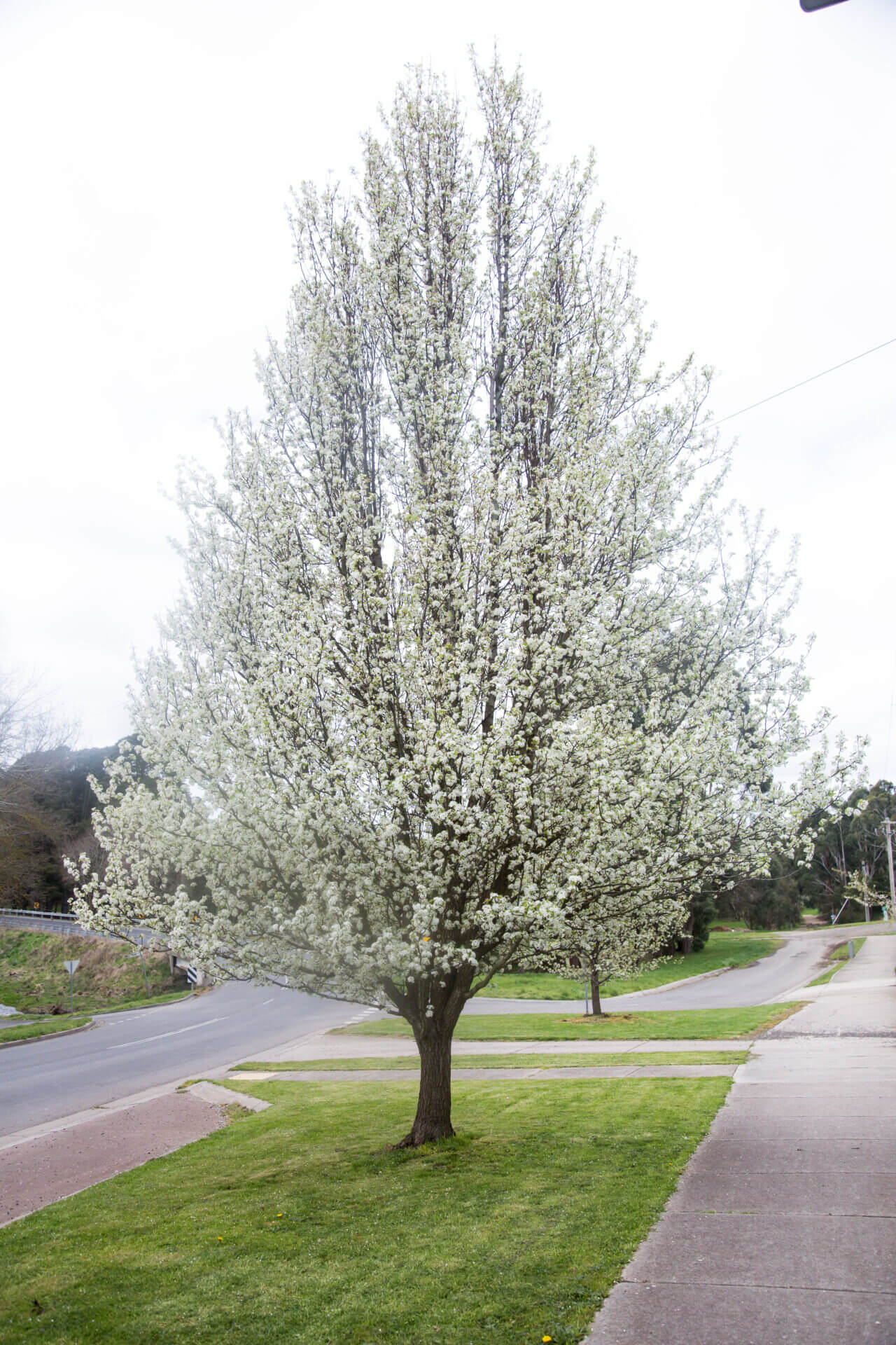 Pyrus calleryana Aristocrat in bloom