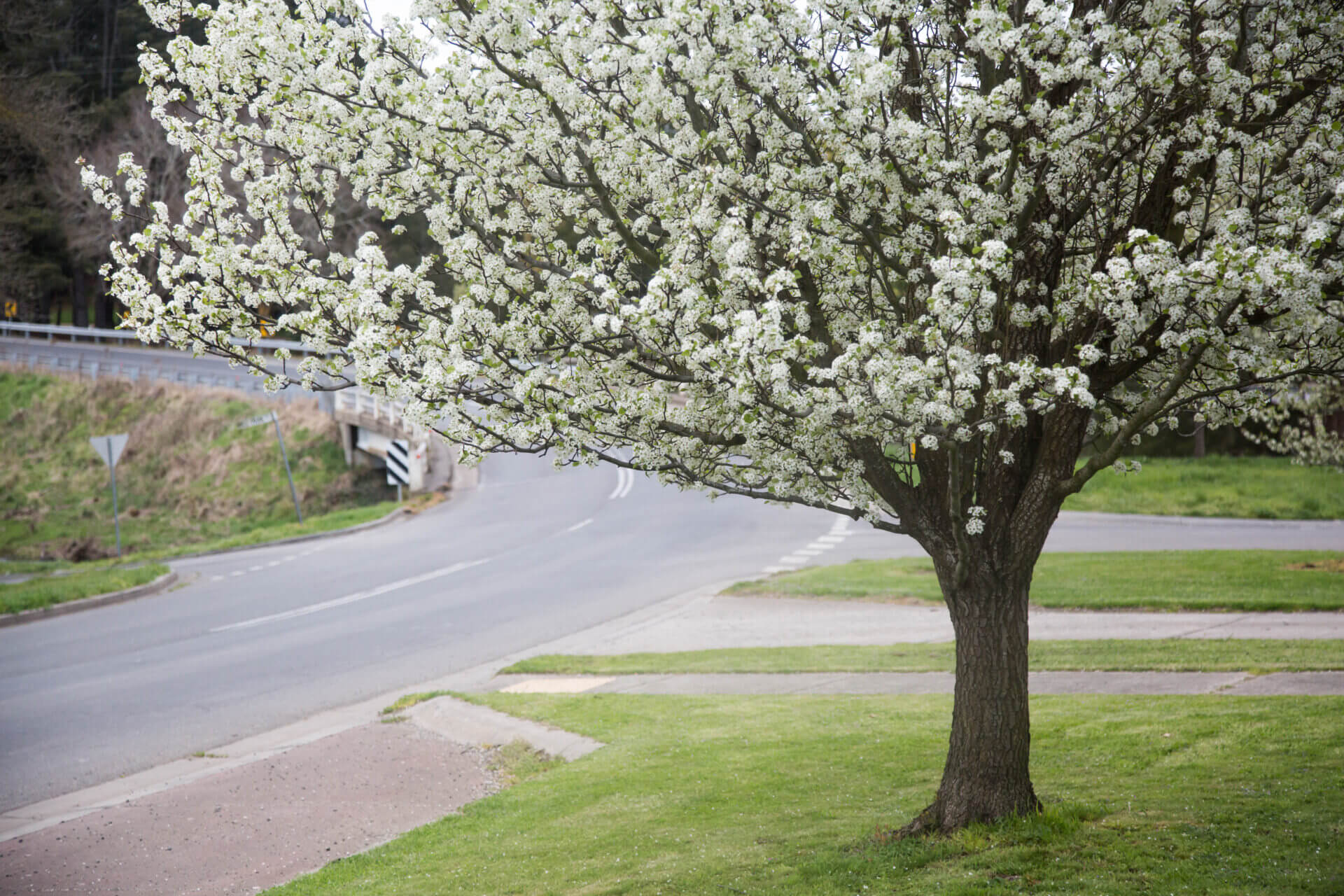 Pyrus 'Aristocrat' Ornamental Pear