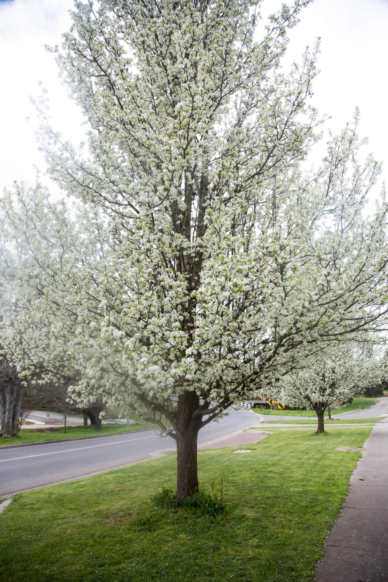Pyrus 'Aristocrat' Ornamental Pear