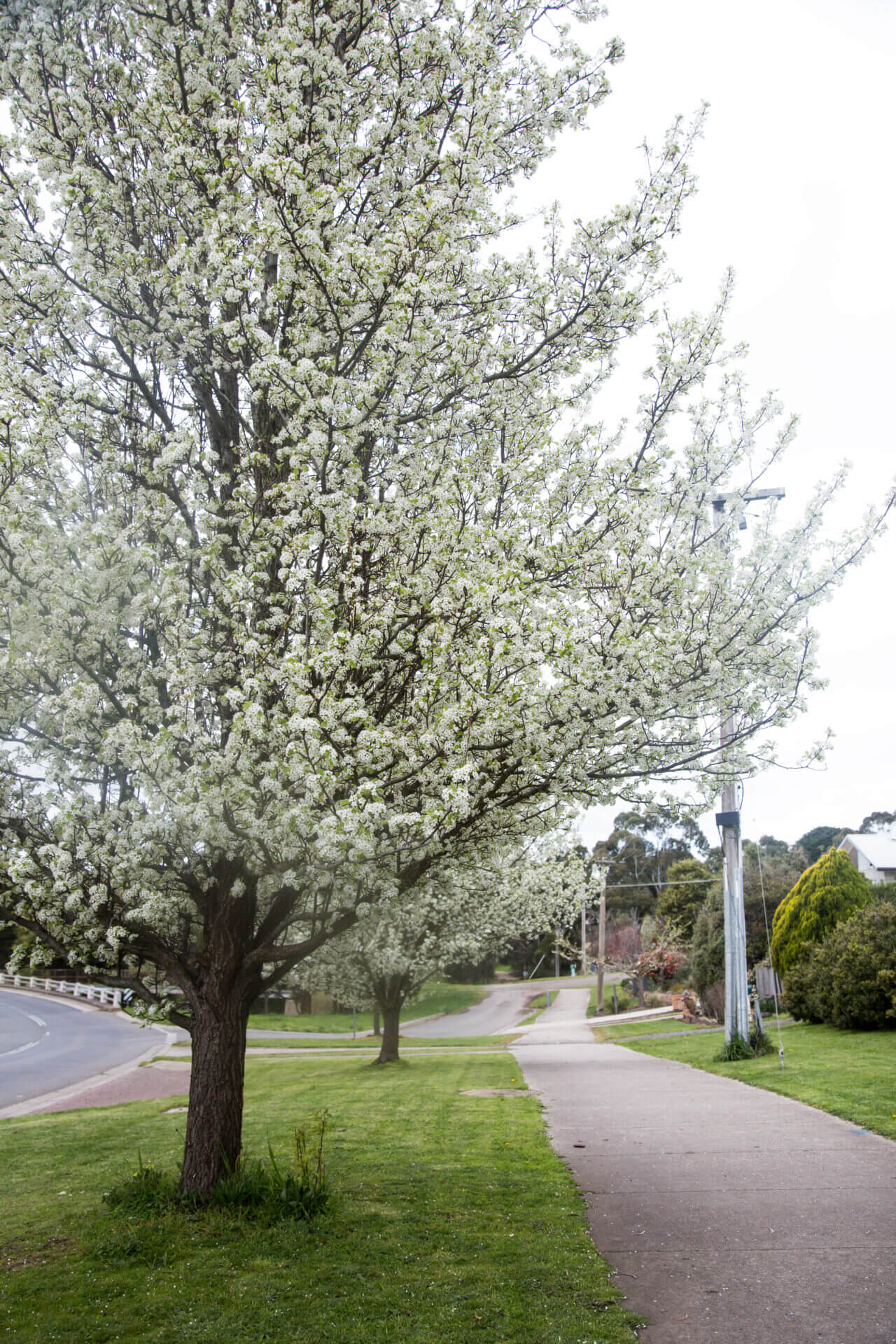 Pyrus 'Aristocrat' Ornamental Pear
