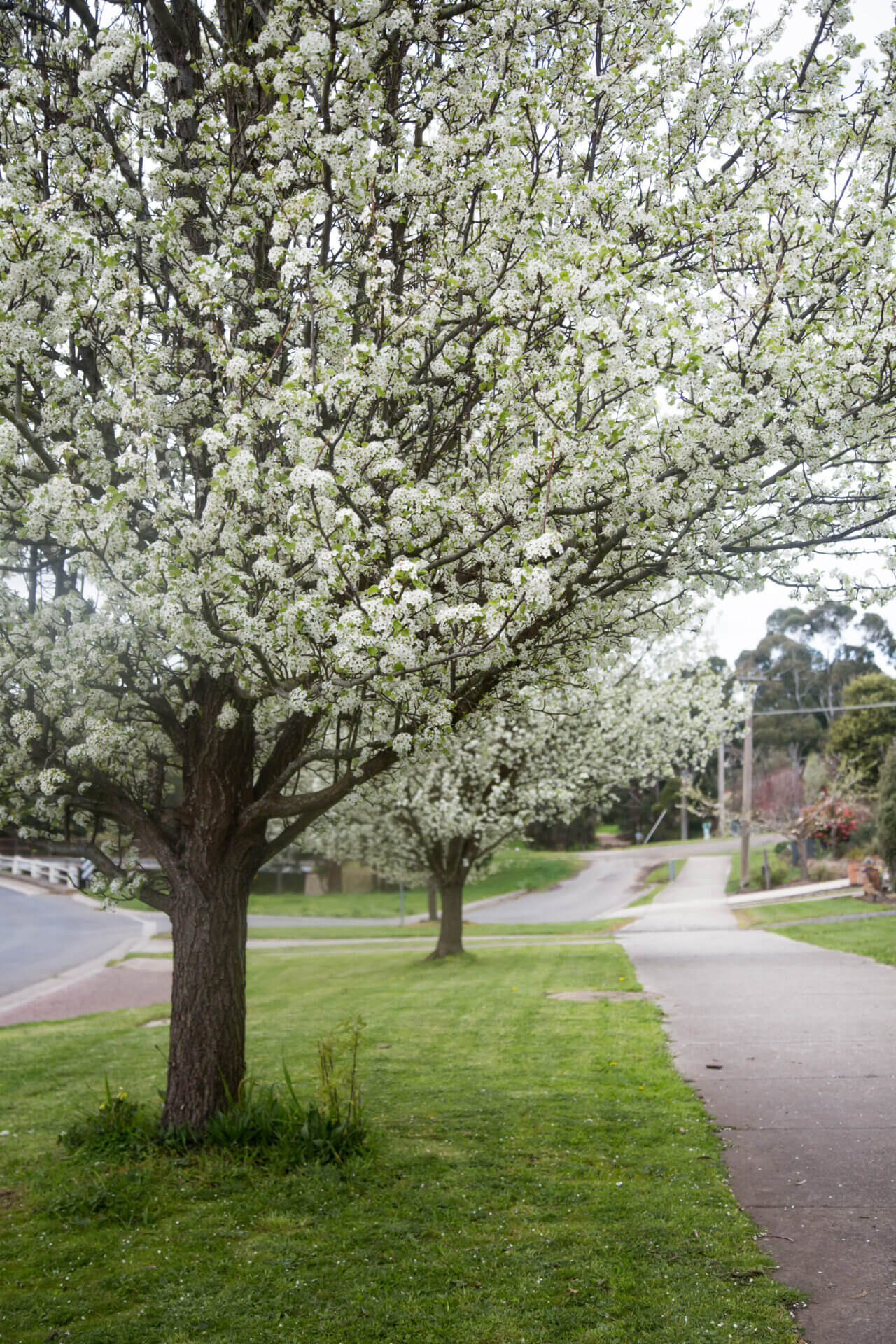 Pyrus 'Aristocrat' Ornamental Pear