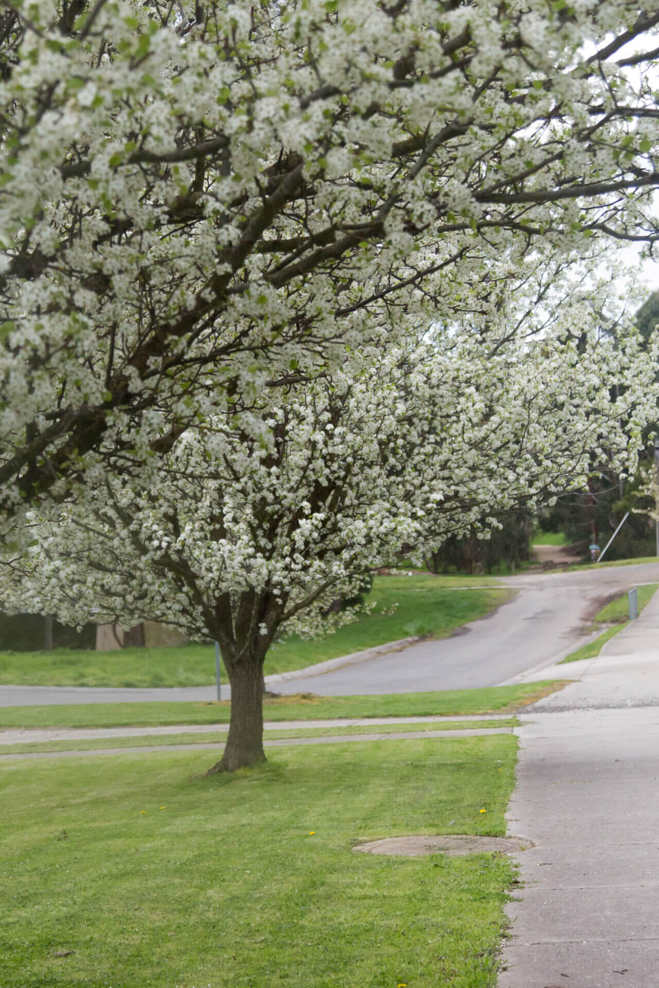 Pyrus 'Aristocrat' Ornamental Pear