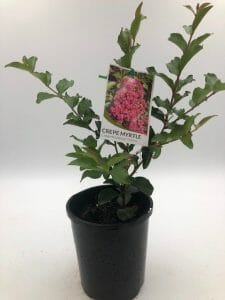 Lagerstroemia 'Tonto' Crepe Myrtle 6" Pot