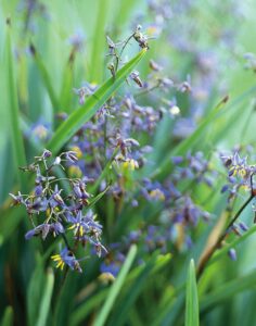 Close-up of Dianella 'Mia Mia' Flax Lily in a 6" pot, featuring purple and yellow flowers with slender green leaves in a lush garden setting.