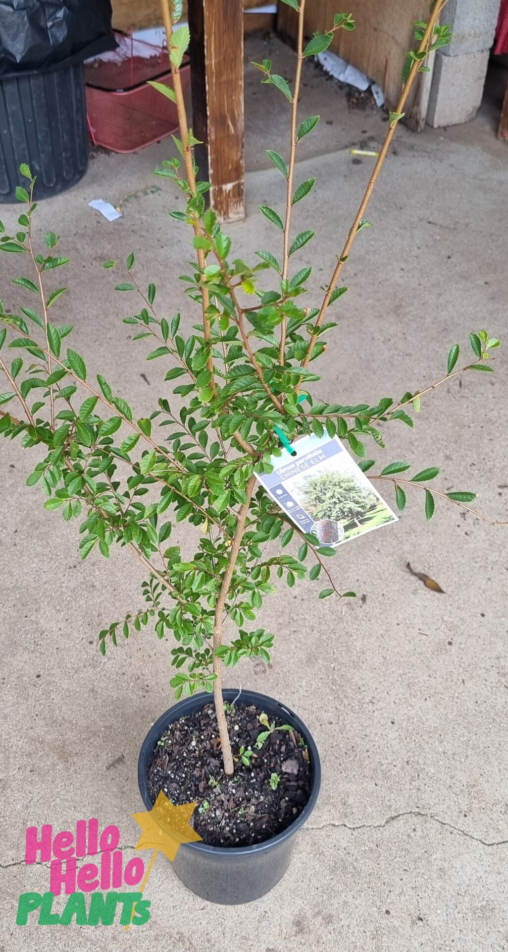 Ulmus parvifolia 'Chinese Elm' 8" Pot