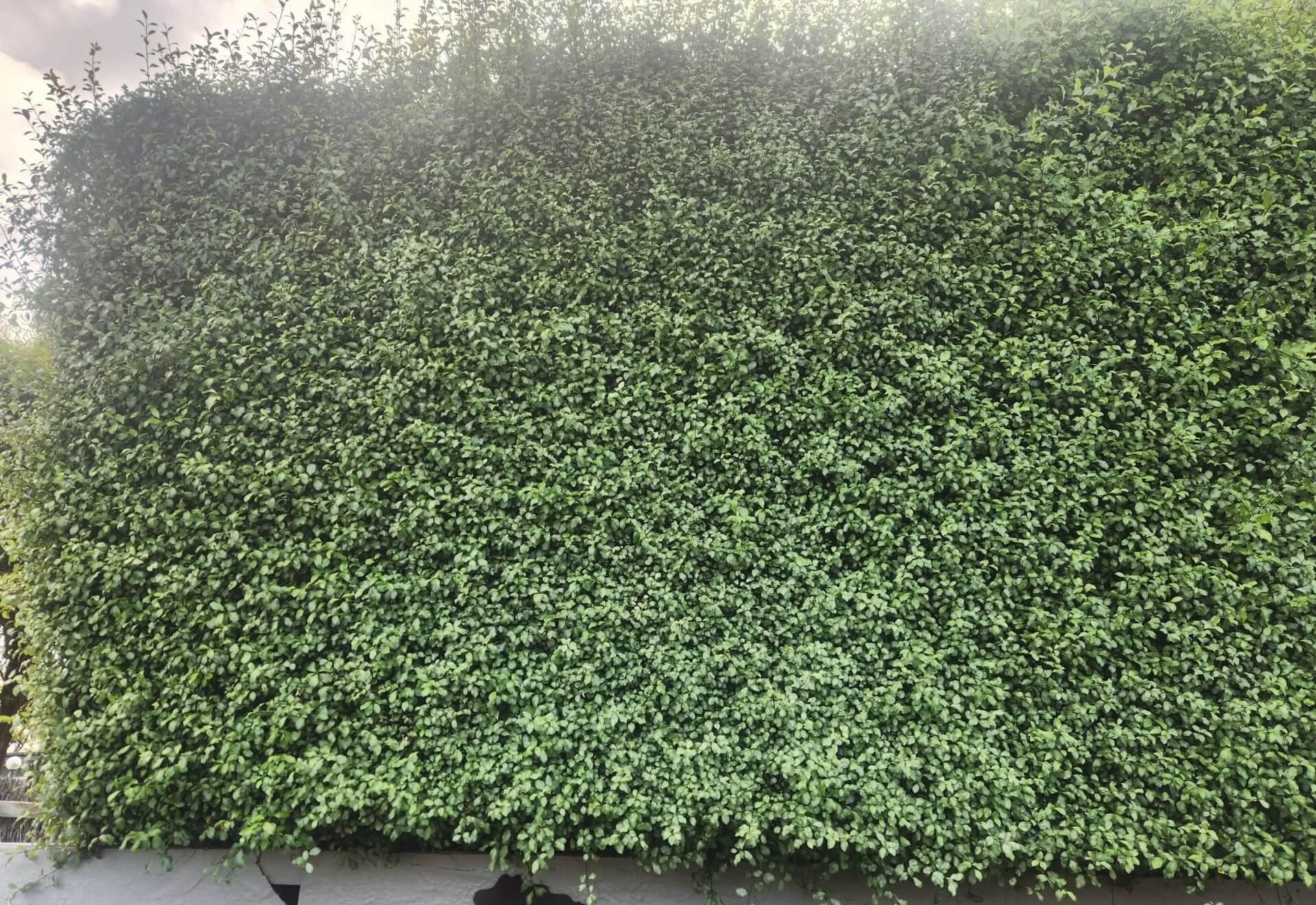 A dense, well-trimmed green hedge lines the top of a white wall, creating a lush backdrop—ideal for showcasing the Agapanthus 'Snowball' 15cm Pot with its vibrant foliage and striking blooms.