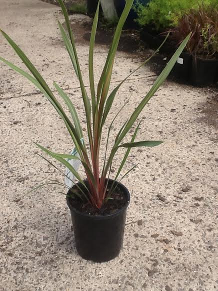 A Cordyline Sundance 6" Pot.