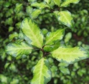 Green, variegated Pittosporum 'Sunburst' leaves with lighter centers and darker edges form small clusters resembling a sunburst against a blurred background. Perfect for display in a 6" pot.