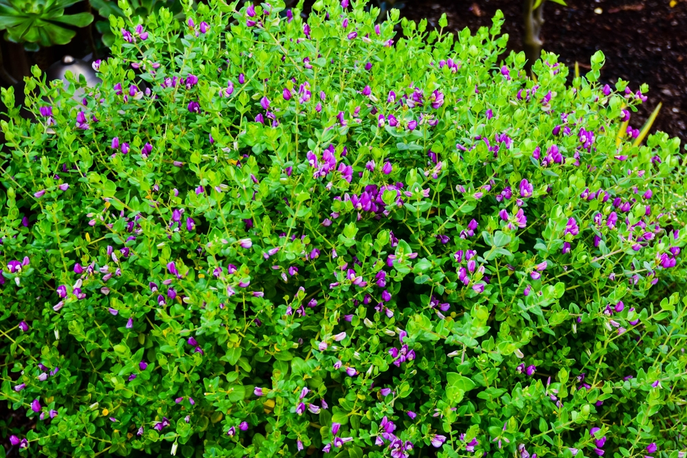 Polygala 'Dazzler' in a 6" pot features a dense green shrub with small purple flowers blooming throughout, set against visible garden soil.