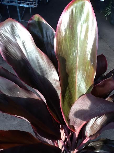 A close up of Cordyline 'Rubra' 8" Pot with dark green leaves.