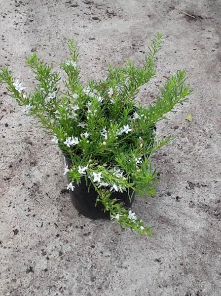 Myoporum 'Fine Leaf'