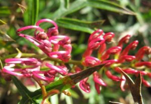 A close up of Grevillea 'Bronze Rambler' 6" Pot with green leaves.