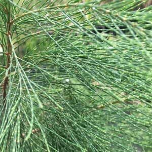 Close-up of green pine needles from the Allocasuarina 'Black She-Oak', set against a beautifully blurred background.