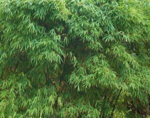 Lush foliage of Bambusa 'Greater Buddha's Belly' Giant Bamboo, with its thin, elongated leaves, fills the entire frame.