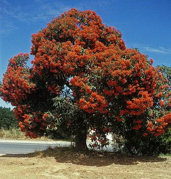 Corymbia 'Wildfire' Grafted Gum 16" Pot