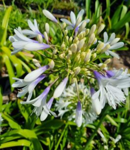 A close-up of the Agapanthus 'Queen Mum™' shows its white and light purple petals against lush green foliage in bright sunlight.