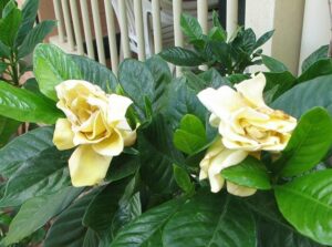 Gardenia 'Golden Magic'
