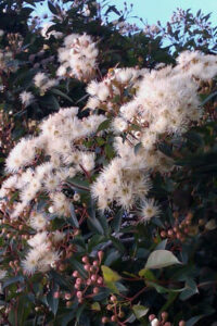 Corymbia 'Baby Citro™' Gum 16" Pot