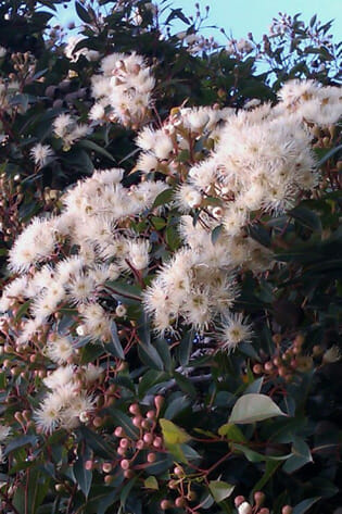 Corymbia 'Baby Citro™' Gum 16" Pot