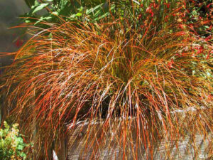 Carex 'Orange Sedge' 6" Pot (Bulk Buy of 12)