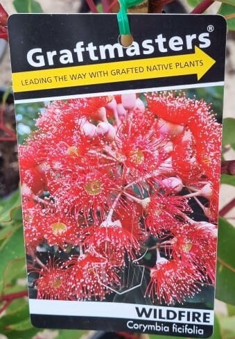 Corymbia 'Wildfire' Grafted Gum 16" Pot