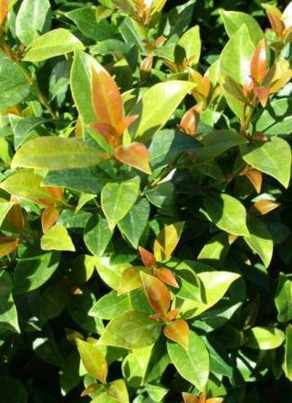 A Syzygium 'Hinterland Gold' Lilly Pilly bush with green leaves and red leaves.