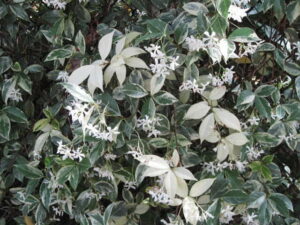 Trachelospermum 'Variegated' Chinese Star Jasmine 7" Pot