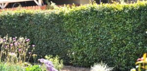 A dense, neatly trimmed hedge of Syzygium 'Resilience' Lilly Pilly 12" Pot lines the garden's edge, with a variety of flowering plants thriving in their own 12" pots in the foreground.