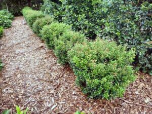 Lilly Pilly "Tiny Trev"