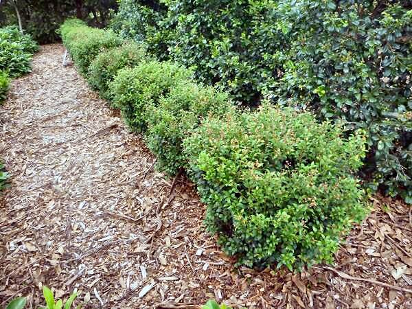 Lilly Pilly "Tiny Trev"