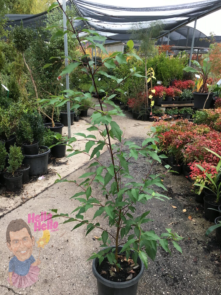 Evergreen Alder 12" Pot