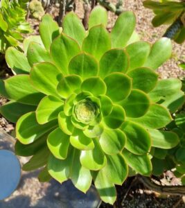 A close-up of the Aeonium 'Green Houseleek' Succulent shows its thick, overlapping green leaves arranged in a rosette pattern outdoors.