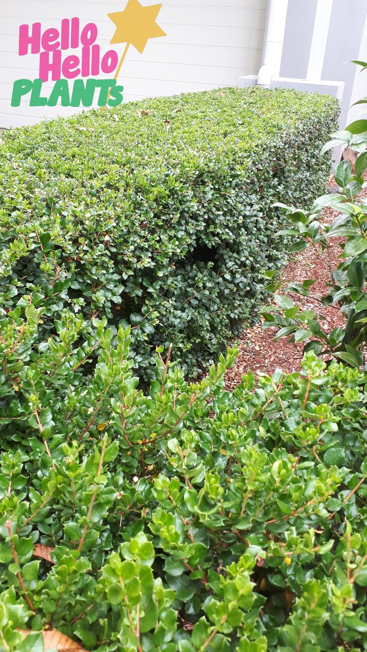 Luma apiculata 'Myrtus Luma'