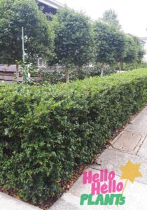 Neatly trimmed hedge with several small, pruned Luma apiculata 'Myrtus Luma' trees behind it along a pavement; "Hello Hello PLANTS" text and a yellow star graphic in the corner.