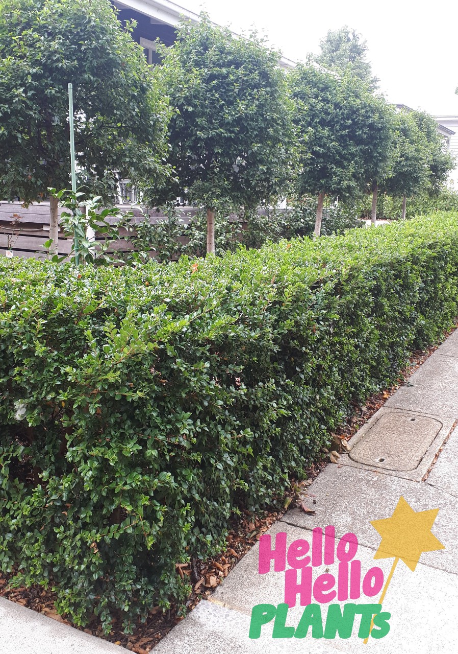 Neatly trimmed hedge with several small, pruned Luma apiculata 'Myrtus Luma' trees behind it along a pavement; "Hello Hello PLANTS" text and a yellow star graphic in the corner.