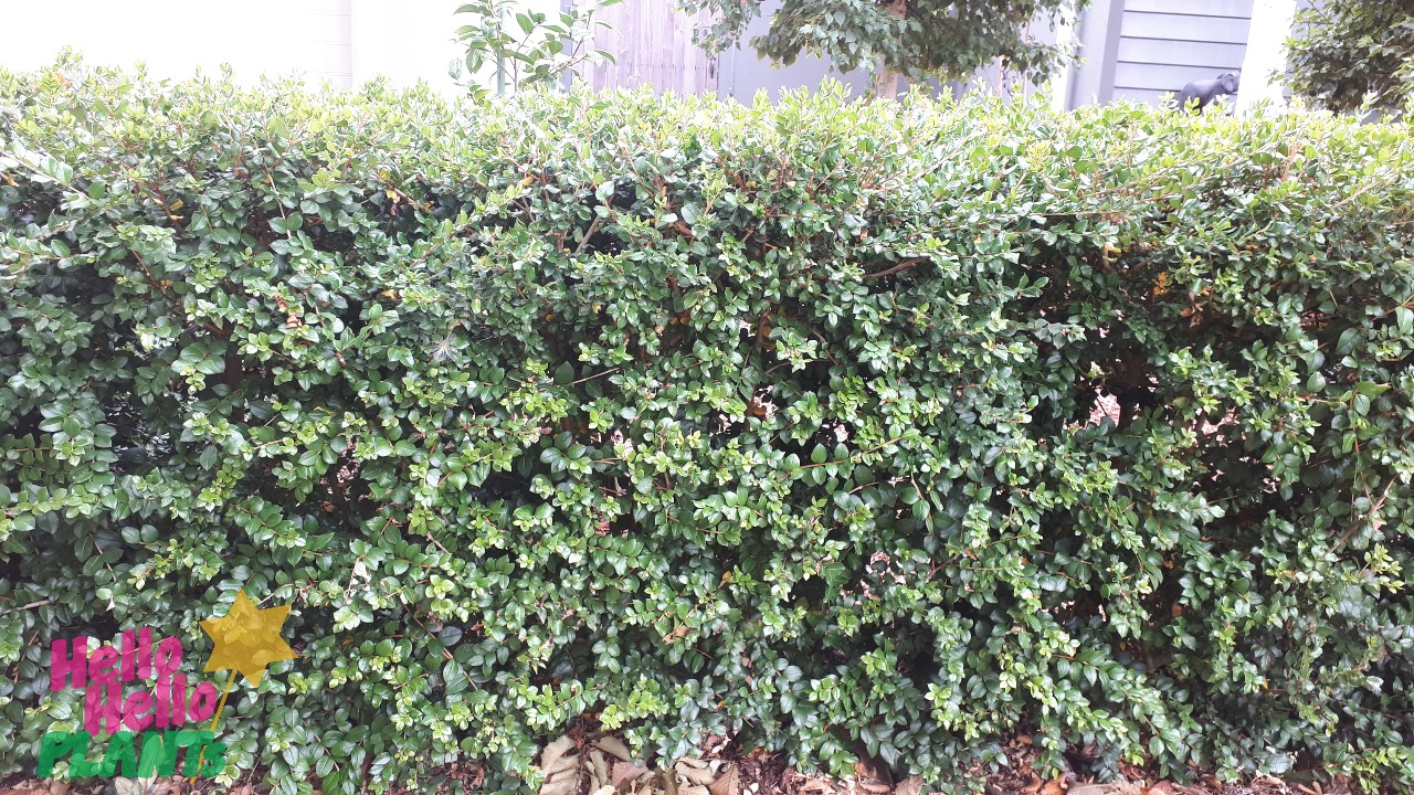 Luma apiculata 'Myrtus Luma'