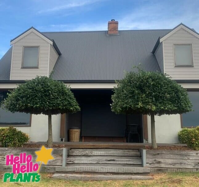 Salix Celtic Cascade